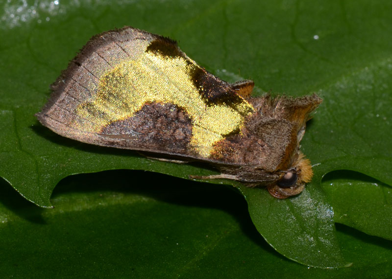 Noctuidae Diachrysia stenochrysis